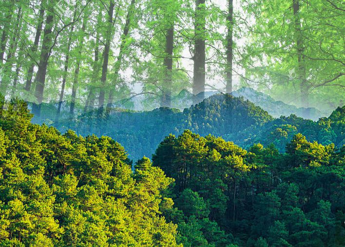 如何评估林业碳汇项目的投资回报率